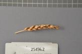 Click for 1 image(s) for this accession. Spike